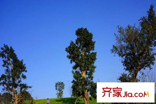 千威先生的洋房項目周邊中央公園