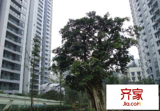 國盛偉岸濱洲外景圖6