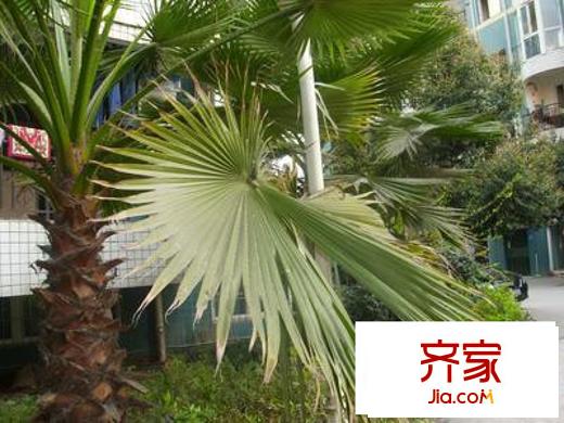 春光港灣外景圖