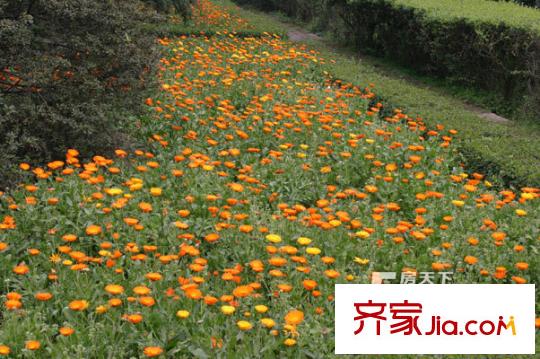 泰吉濱江配套圖周邊配套西南大學(xué)