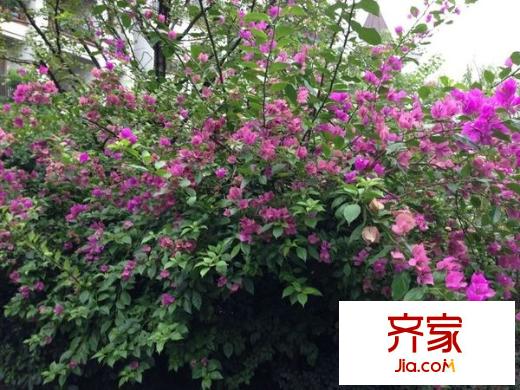 愛加麗都外景圖 