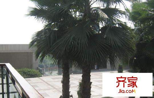龍湖觀山水外景圖