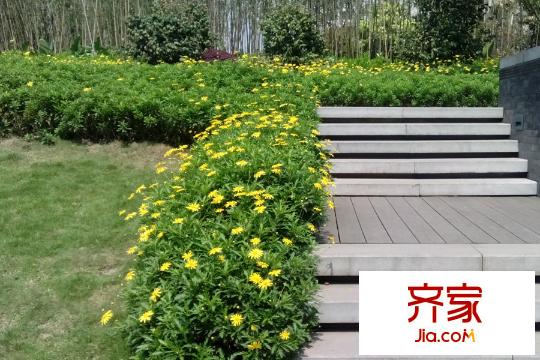 北大資源燕南小區(qū)綠化帶（2015-03-26）