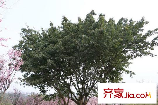 融創(chuàng)凡爾賽花園周邊照母山