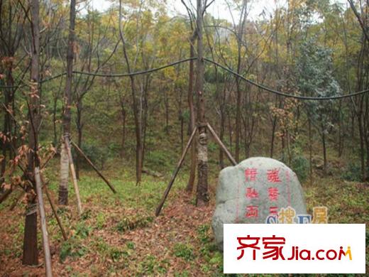 協(xié)信春山臺項目周邊照母山森林公園