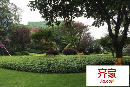 力帆紅星國際廣場玫瑰天街售樓部外綠化實景（2015-9）