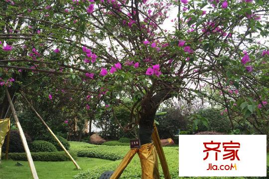 力帆紅星國(guó)際廣場(chǎng)玫瑰天街售樓部外綠化實(shí)景（2015-9）