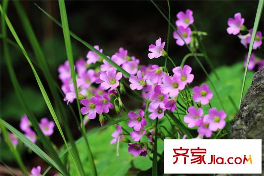 首創(chuàng)莫奈花園周邊森林公園