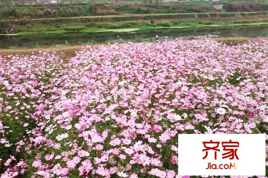 嘉德山居流水人家項(xiàng)目綠化（2015-06-04）