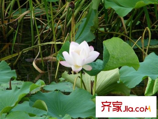 太湖緣配套圖太湖濕地公園
