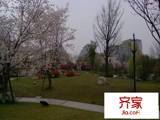 金科王府小區(qū)2013.3.28