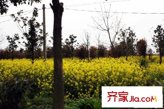 禾盛花苑配套圖周邊生態(tài)
