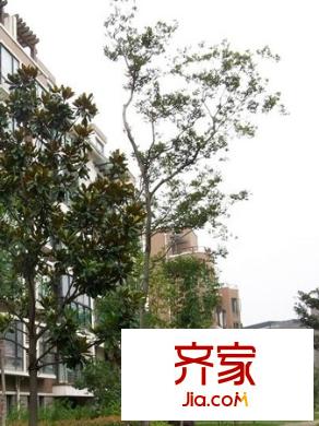 石湖華城二期外景圖
