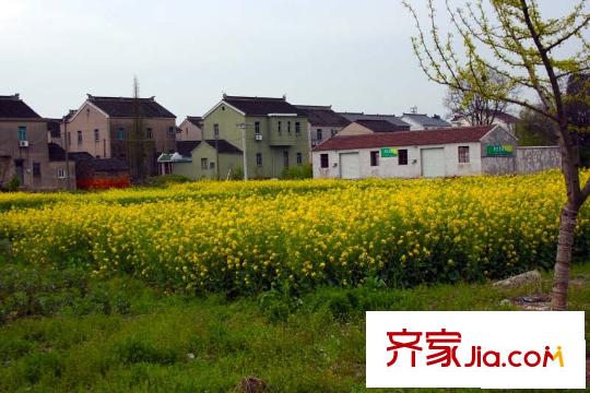 禾盛花苑配套圖盛開的油菜花