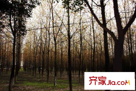 禾盛花苑配套圖楊樹林