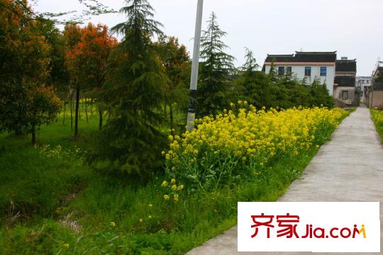 禾盛花苑配套圖盛開的油菜花