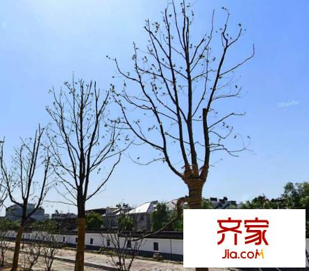 澍虹花苑外景圖