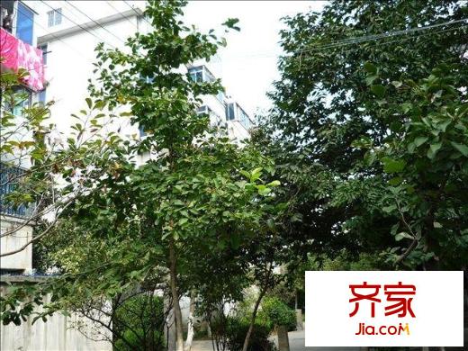 金橋新村外景圖