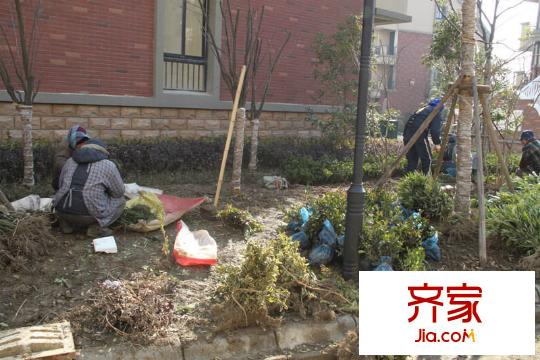 東渡海派青城實(shí)景圖綠化施工2012.12.19