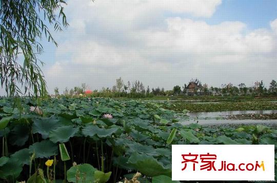 天鵝湖莊園項目西北約7公里荷塘月色濕地公園