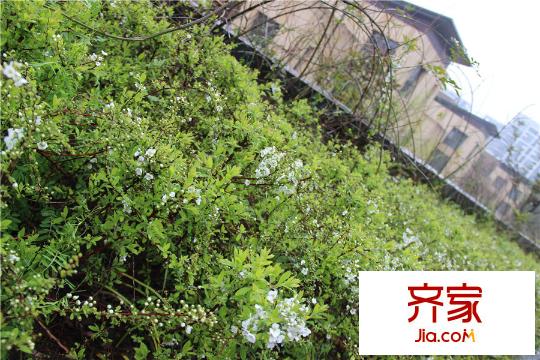 清山慧谷綠化景觀實(shí)景2015.3.20