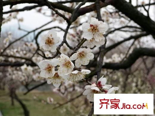 太湖高爾夫山莊西山林屋洞梅園