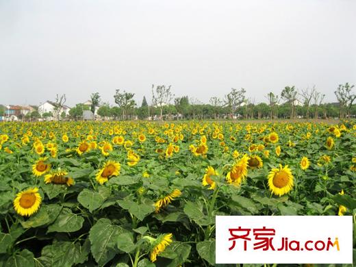 和沁園向東約2公里陽澄湖美人腿向日葵種植區(qū)