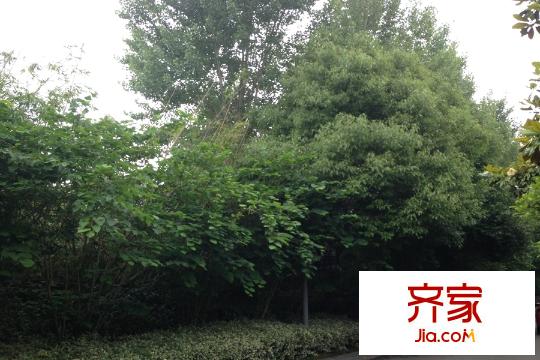 嵐山別墅小區(qū)2015.5.28