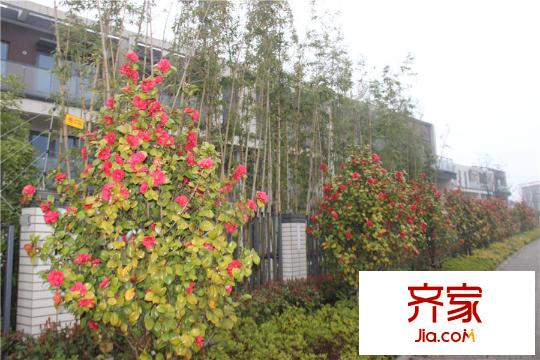 永新?太湖蘇里景觀實(shí)景2015.3.20