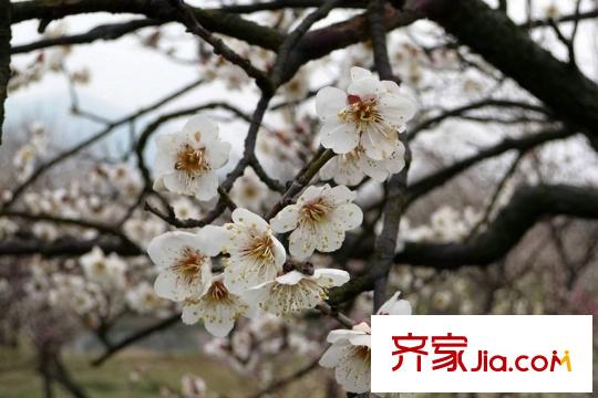 昌興平方米園西山林屋洞梅園
