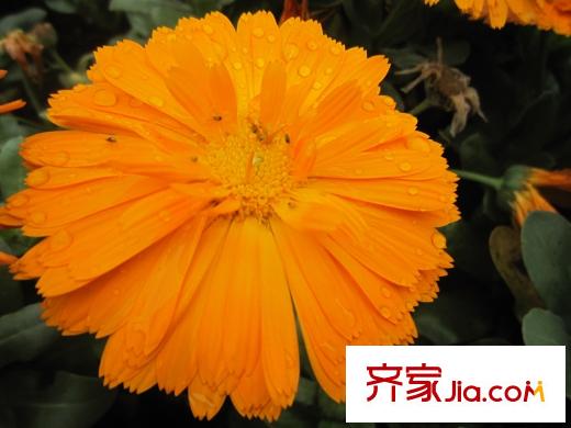 合景峰匯國(guó)際向南100米繁花中心景致