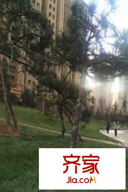 蘭州大名城一期園林植被（2015.12.08）