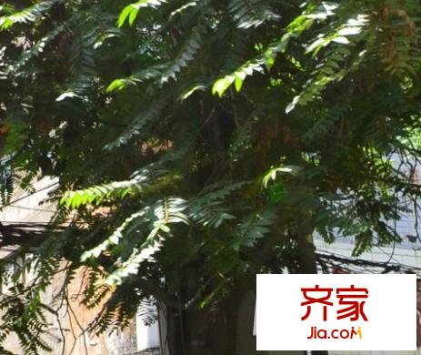 金橋小區(qū)外景圖 