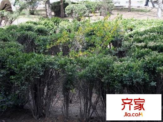東湖礦燈廠(chǎng)家屬院外景圖 