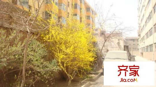 旅游局家屬院外景圖 