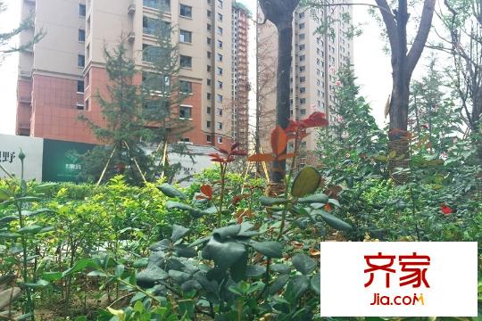 重邦康城園林植被（2015-08-06）
