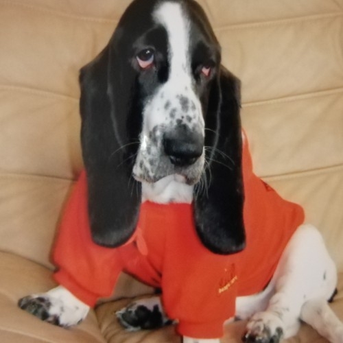 飛揚(yáng)大耳朵