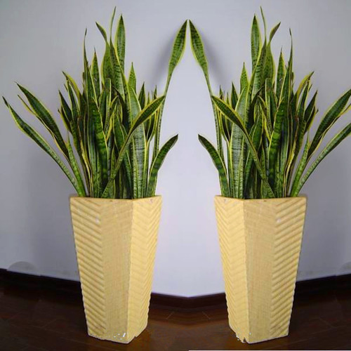植物 虎尾兰 装修