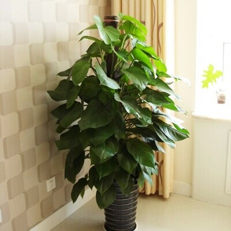 植物 大叶 装修