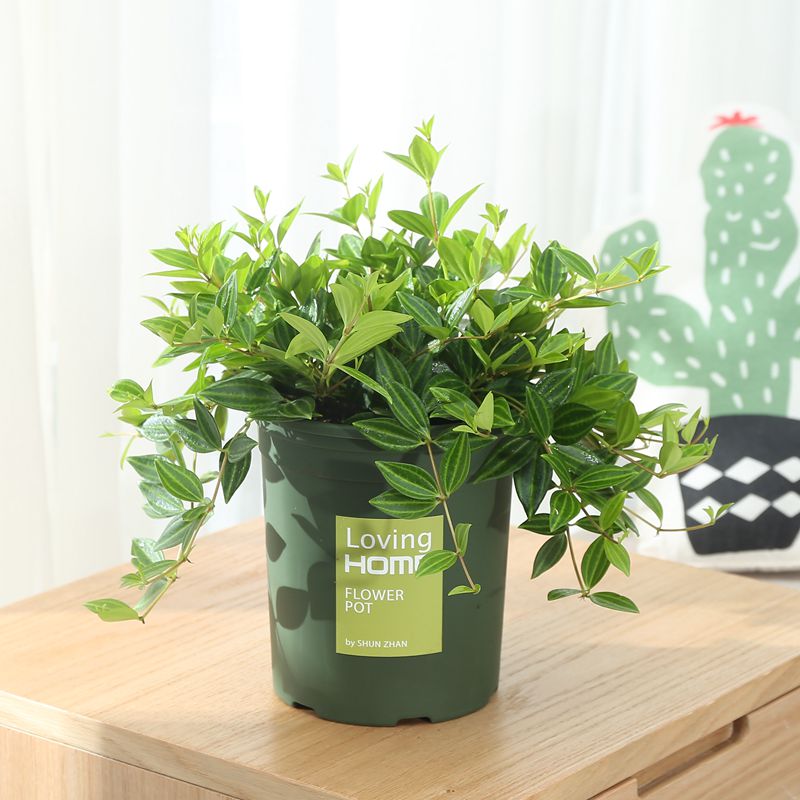 植物 好养 装修