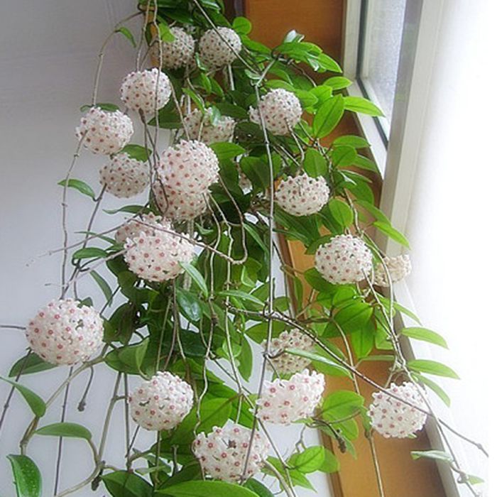 誉满园 春季夏季秋季非常容易庭院植物美观 绿叶球兰盆景