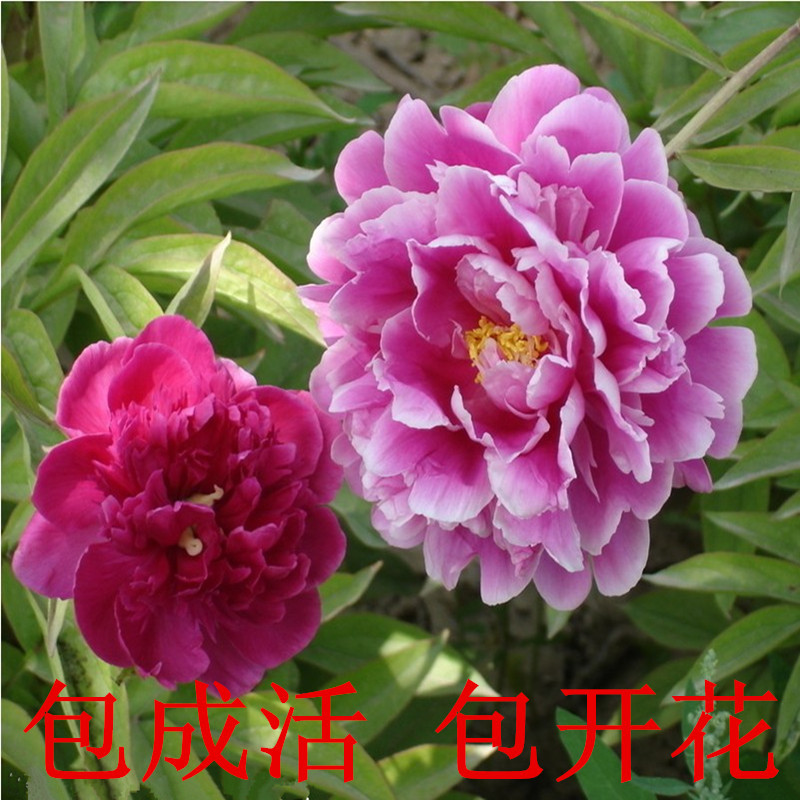 CgooalWaQ0mVOzJ7AAL4Srn_16s096.jpg