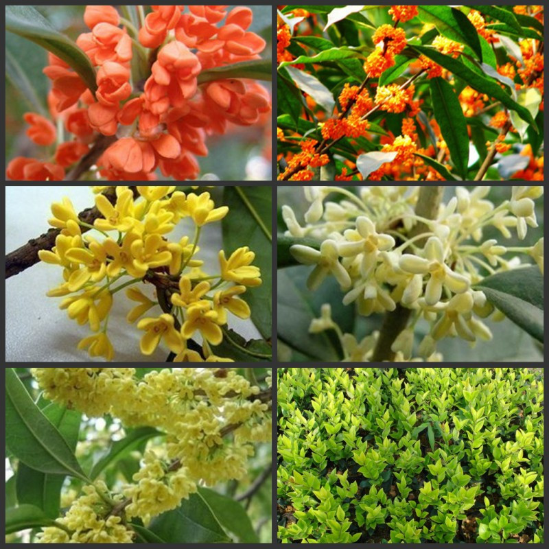 盆景 参考价 ￥ 6 评    价 0条评价 规格参数 植物品种 桂花 开花