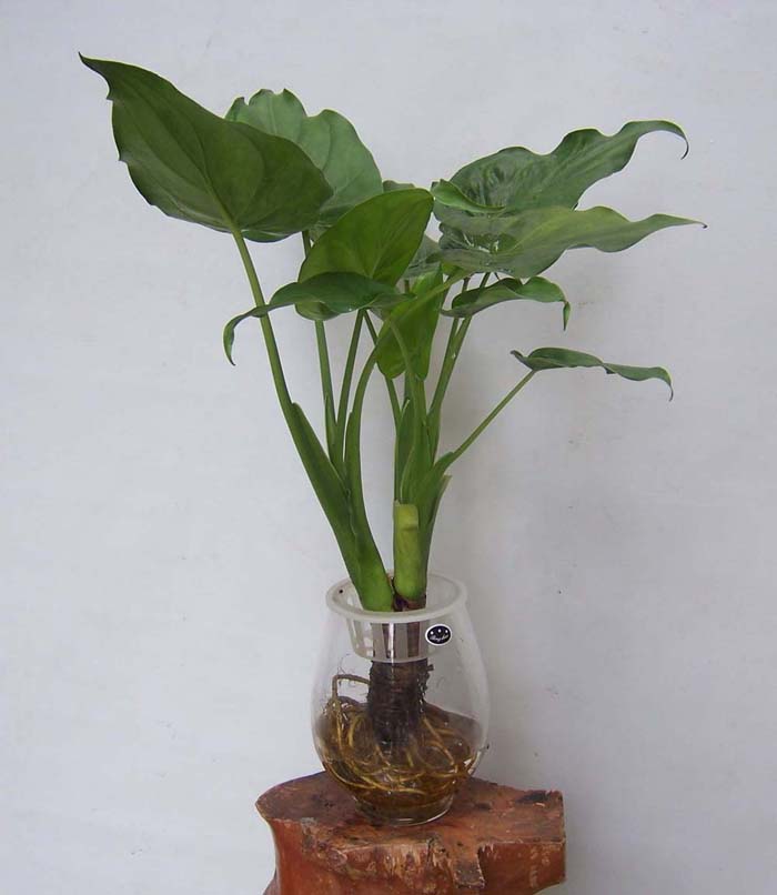 誉满园 一套含瓶子一颗滴水观音不开花非常容易观叶植物美观 盆景