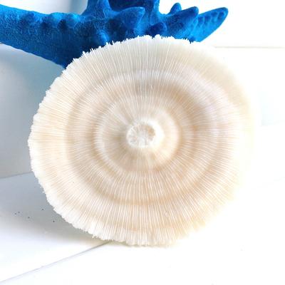 宝螺 摆件珊瑚 蘑菇珊瑚海螺