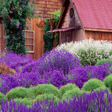 誉满园 春季夏季秋季冬季非常容易观花植物美观 盆景