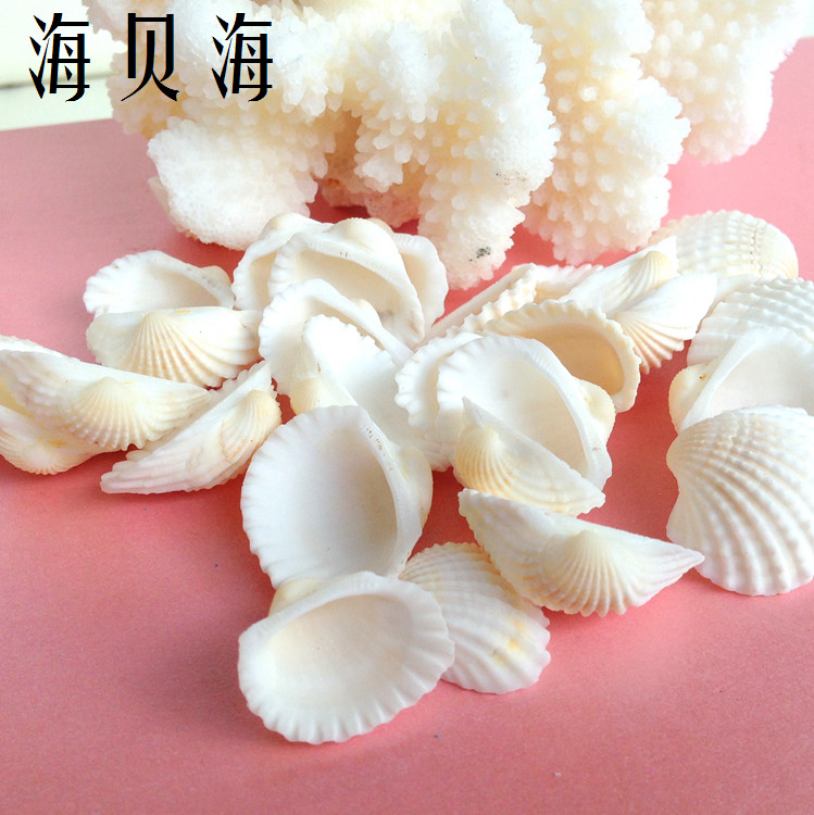 海贝海 摆件贝壳 白毛贝壳贝壳