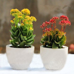 缤纷园艺 夏季秋季非常容易观花植物美观 盆景