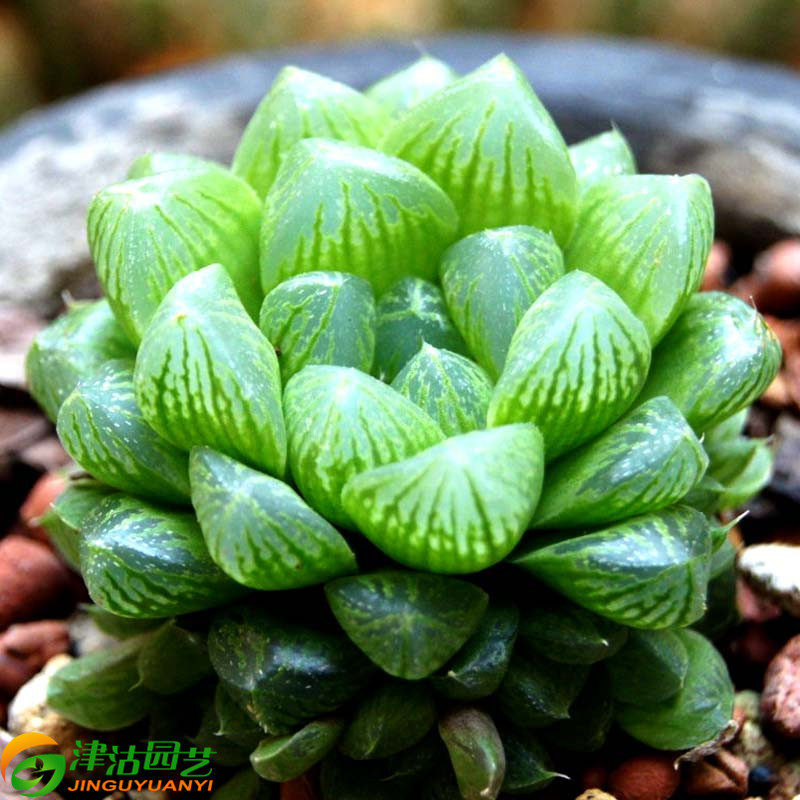 津沽园艺 【玉露】不开花非常容易多肉植物观叶植物 盆景