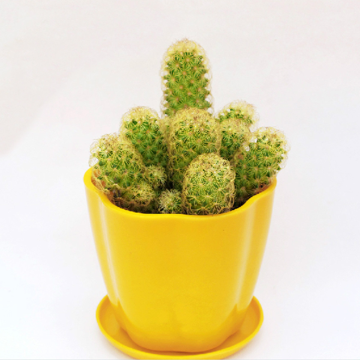 玖枝苑 不开花非常容易多肉植物 盆景